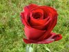 7481Rosa de Quito.jpg