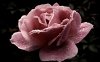 www.JoseLuisAvilaHerrera.Blogspot.com - Flores para el Día de las Madres 3.jpg