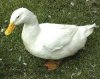 pato.jpg