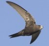 vencejogolondrina.jpg