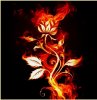 fuego-fire.jpg