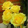 ROSAS AMARILLAS 6.jpg