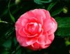 rosa-camelia.jpg
