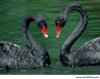 Cisnes negros.jpg