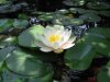 nenufar_2520blanco.jpg