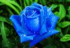 rosa azul.jpg