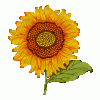 gifs-animados-girasoles-1727850.gi.gif