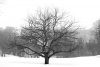 423947-apple-tree-in-winter-black-and-white.jpg