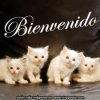 GATITOS.jpg