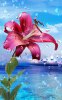 summer-rain-flowers-hd-lwp-4-2-s-307x512.jpg
