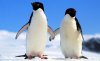pinguinos-pareja.jpg