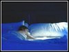 durmiendo.jpg