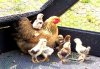 gallina_con_pollitos-555.jpg