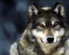 lobo.jpg