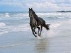 caballo1.jpg
