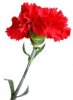 clavel-rojo.jpg