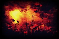poppies1.jpg
