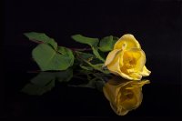 177746d1380564701-rosa-amarilla-rosa_amarilla_od.jpg