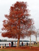 Taxodium.jpg