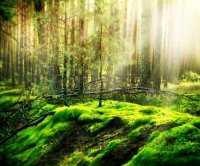 15147535-bosque.jpg