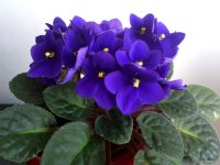 violetas.jpg