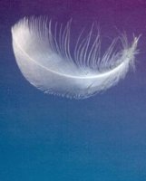 pluma.jpg
