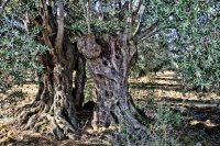 olive-tree-333973_640.jpg