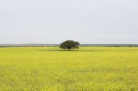 Pampa.jpg