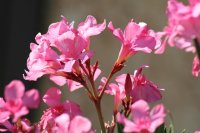 flower-544452_640.jpg