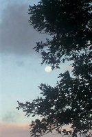AA-Luna.jpg