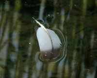 PLUMA EN EL AGUA.jpg