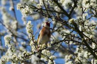 goldfinch-783773_960_720.jpg