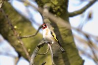 bird-205085_960_720.jpg