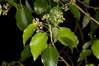 Cinnamomum_camphora_Alcanfor.jpg
