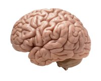 cerebro.jpg