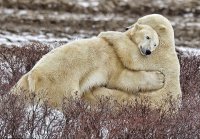 jul-osos-polares-abrazo.jpg