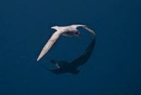Jul-gaviota.jpg