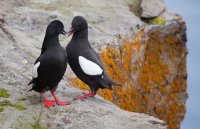 jul-blackguillemots.jpg