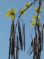 catalpa-frutos.jpg