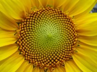 Jul-Fibonacci.jpg