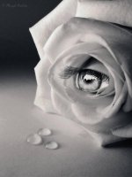 flor llorando.jpg