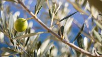 olive-519541_960_720.jpg