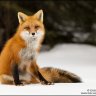 Guardian de la Nobleza