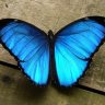 Mariposa Azzul