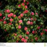 Cammelia