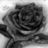 Aracely