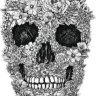 Aceral15