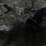 alicurco