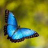 Inma-