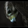 El Halcón Oscuro